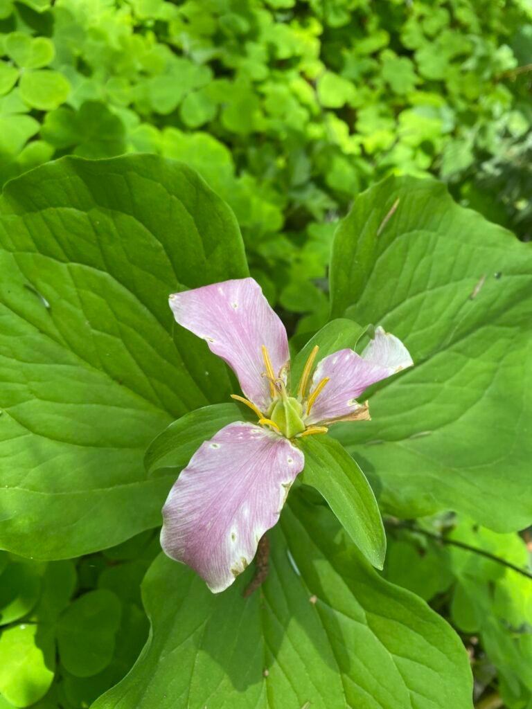 flower trillium pink flower trillium pink